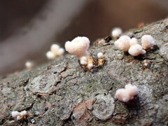 Lachnellula subtilissima