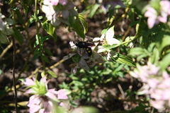 Pygodasis quadrimaculata