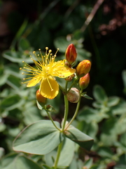 Hypericum scouleri