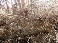 Lachnellula subtilissima