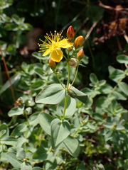Hypericum scouleri