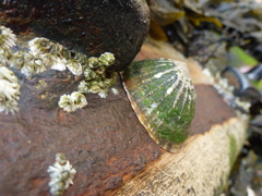 Semibalanus balanoides