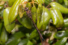 Spinaeschna tripunctata