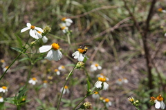 Dielis trifasciata