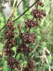 Rumex crispus crispus