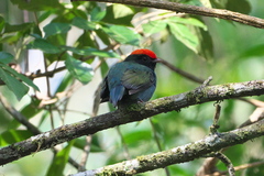 Chiroxiphia caudata