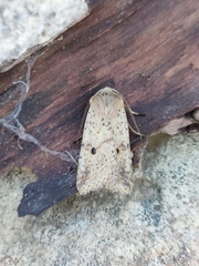 Agrochola blidaensis