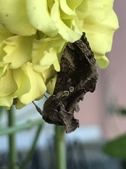 Chrysodeixis includens