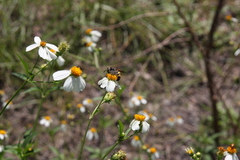 Dielis trifasciata