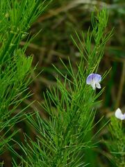 Psoralea usitata