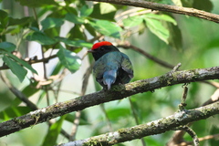 Chiroxiphia caudata