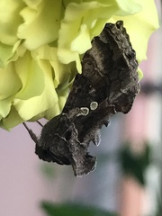 Chrysodeixis includens