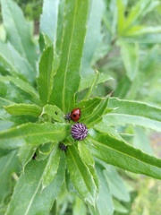 Coccinella quinquepunctata