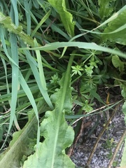 Rumex crispus crispus