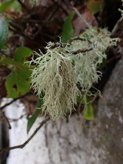 Niebla cephalota