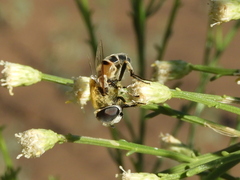 Copestylum marginatum