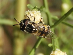 Copestylum marginatum