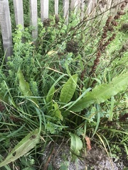 Rumex crispus crispus