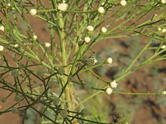 Baccharis sarothroides
