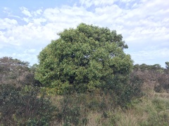 Acacia pycnantha