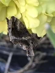 Chrysodeixis includens