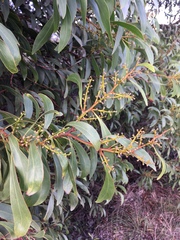 Acacia pycnantha