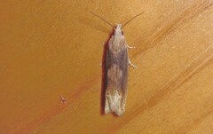 Eucosma flavispecula