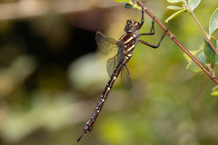 Spinaeschna tripunctata