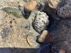 Rapaninae