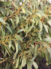 Acacia pycnantha