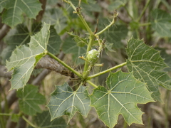 Cnidoscolus tehuacanensis