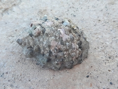 Rapaninae
