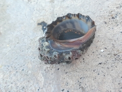 Rapaninae