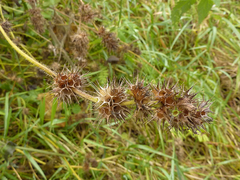 Galeopsis
