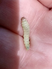 Antaeotricha