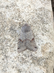 Agrochola meridionalis