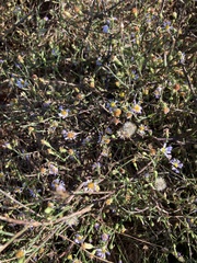 Symphyotrichum divaricatum