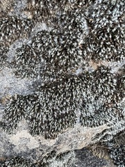 Grimmia laevigata