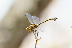 Ictinogomphus ferox