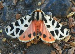 Apantesis incorrupta