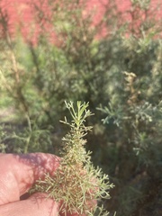 Artemisia californica