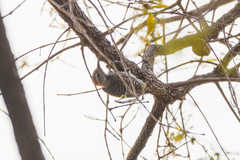 Chloropicus fuscescens