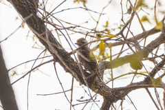 Chloropicus fuscescens