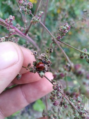 Coccinella