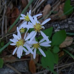 Symphyotrichum drummondii