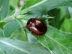 Chrysolina staphylaea