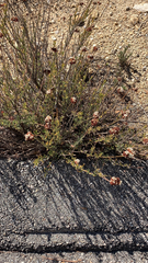Eriogonum fasciculatum