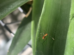 Zelus longipes