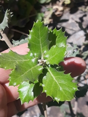 Quercus rotundifolia
