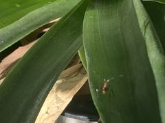 Zelus longipes